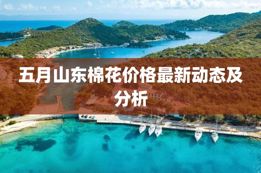 五月山东棉花价格最新动态及分析