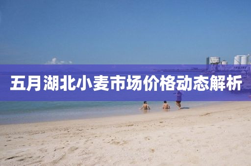 五月湖北小麦市场价格动态解析