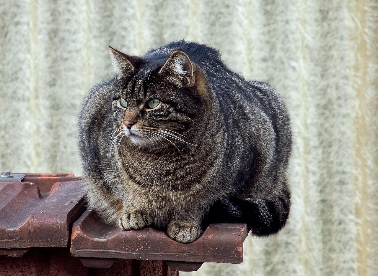 猫与比赛的奇幻世界探索